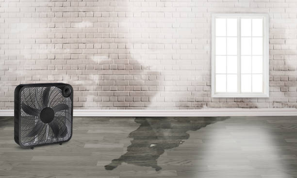 Best Water damage restoration near me  in Escanaba, MI